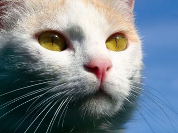 Katze Lieschen