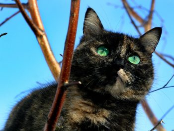 Katze Lili