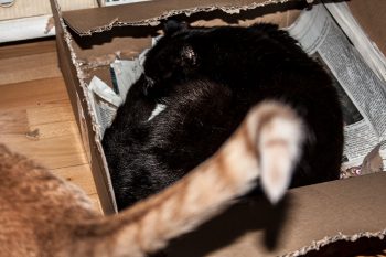 schwarzer Kater