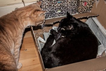 schwarzer Kater