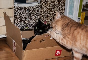 schwarzer Kater