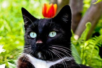 Kater Moritz