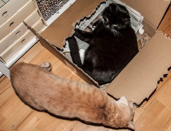 schwarzer Kater