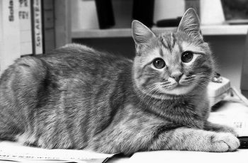 Kater Putzel