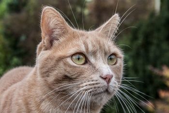 Kater Rosso