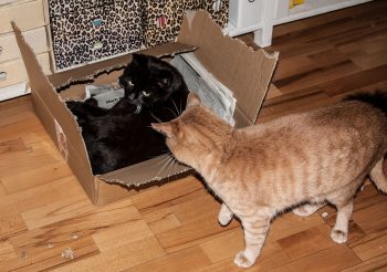 schwarzer Kater