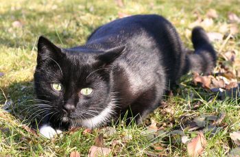 schwarzer Kater