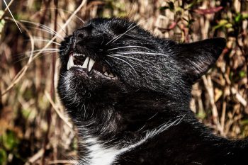 katzengebiss