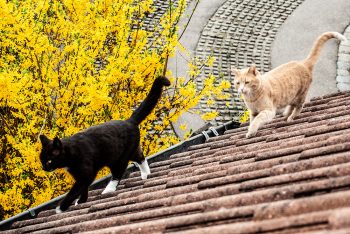 schwarzer Kater Moritz