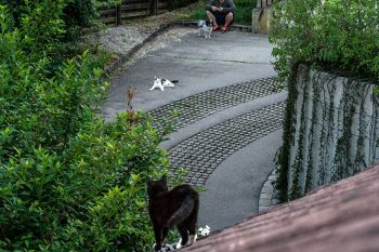 katze