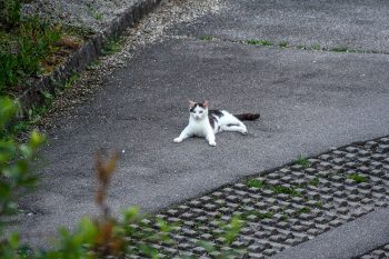 katze