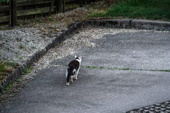 katze