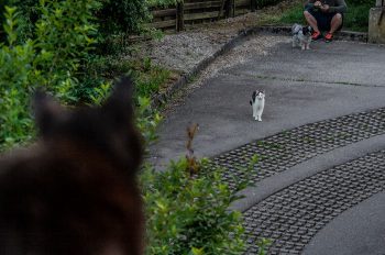 katze