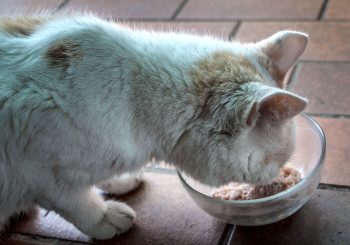 barf-futter