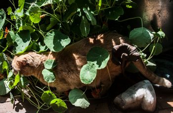 roter kater