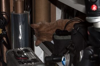 roter kater