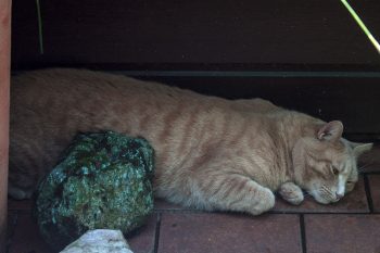 roter kater