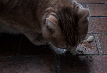 roter Kater