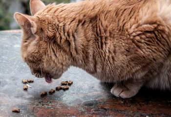 appetit
