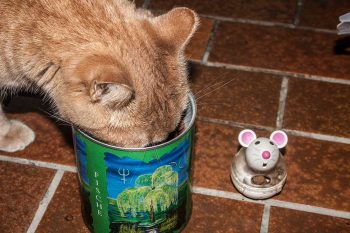roter Kater
