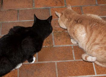 roter Kater