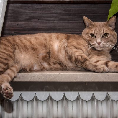 roter kater
