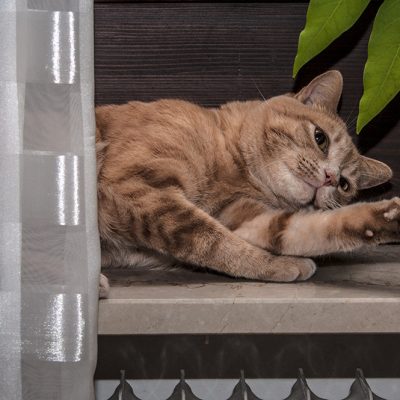 roter kater