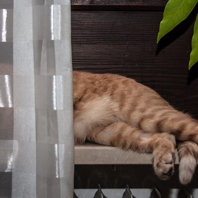 roter kater