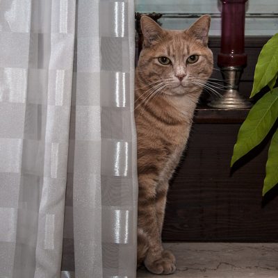 roter kater