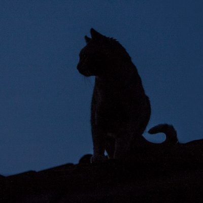 katze-auf-dach