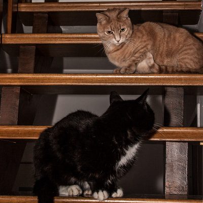 kater