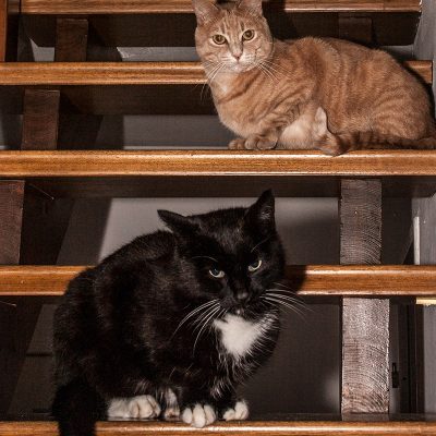 kater