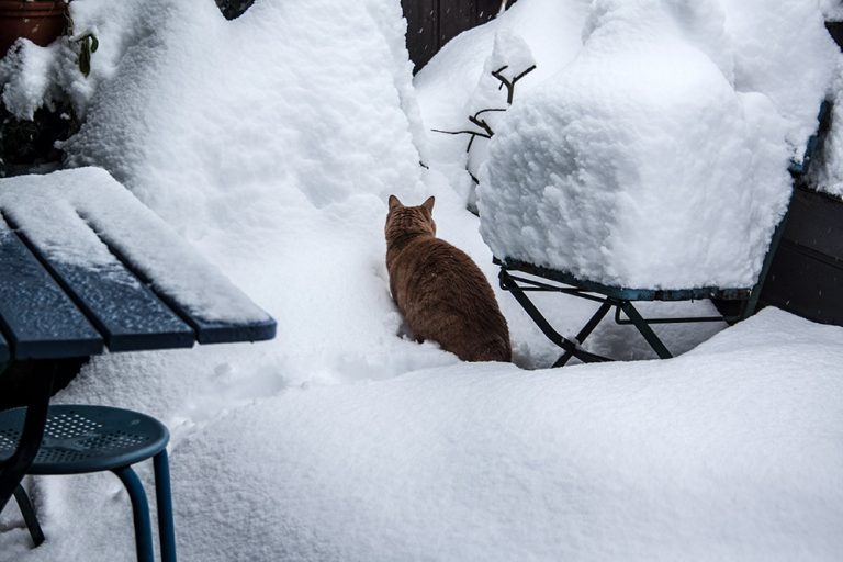 kater-im-schnee