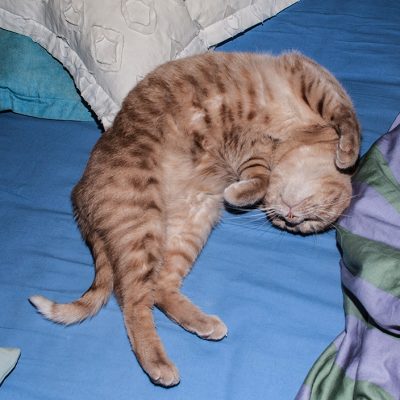 roter kater im bett