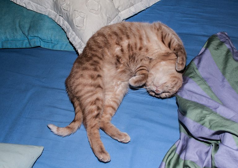 roter kater im bett