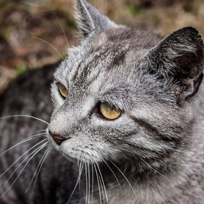 nachbarkater