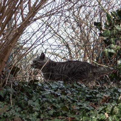 nachbarkater