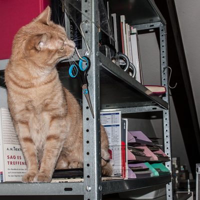 roter kater