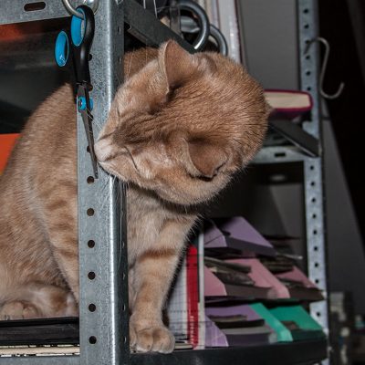 roter kater