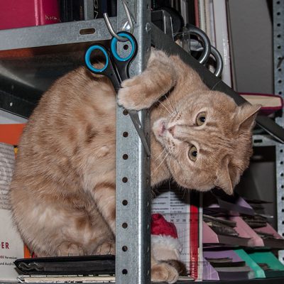 roter kater