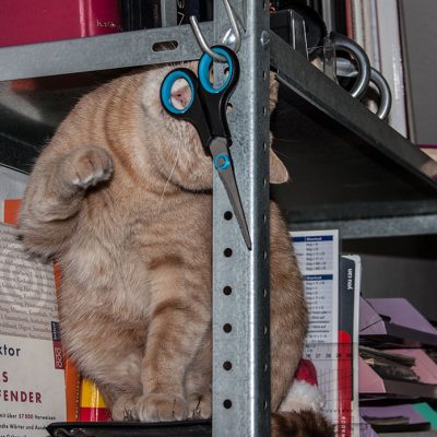 roter kater