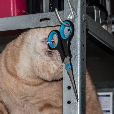 roter kater