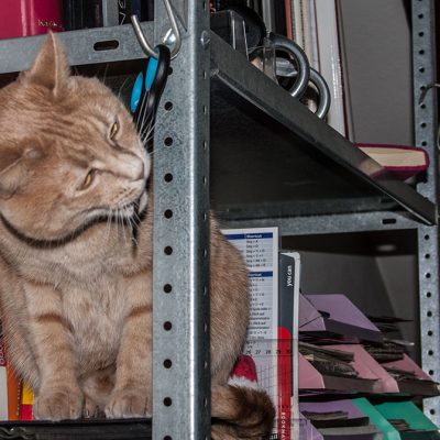 roter kater