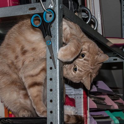 roter kater