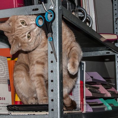 roter kater