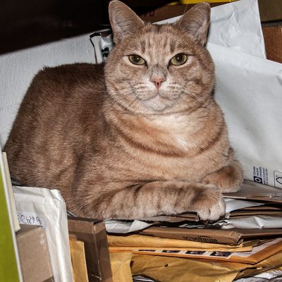 roter kater