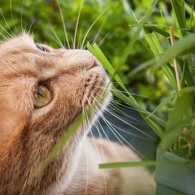 roter kater