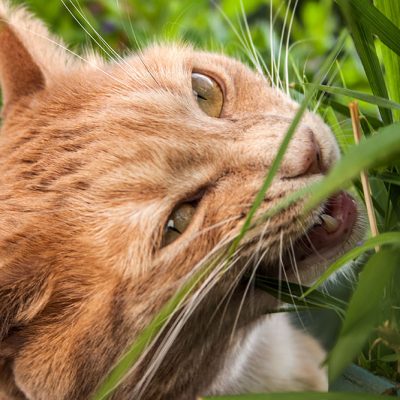 roter kater