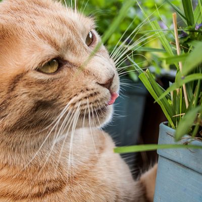 roter kater