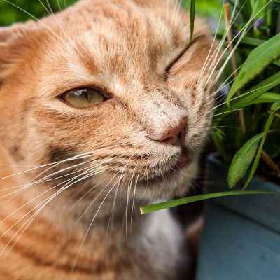 roter kater